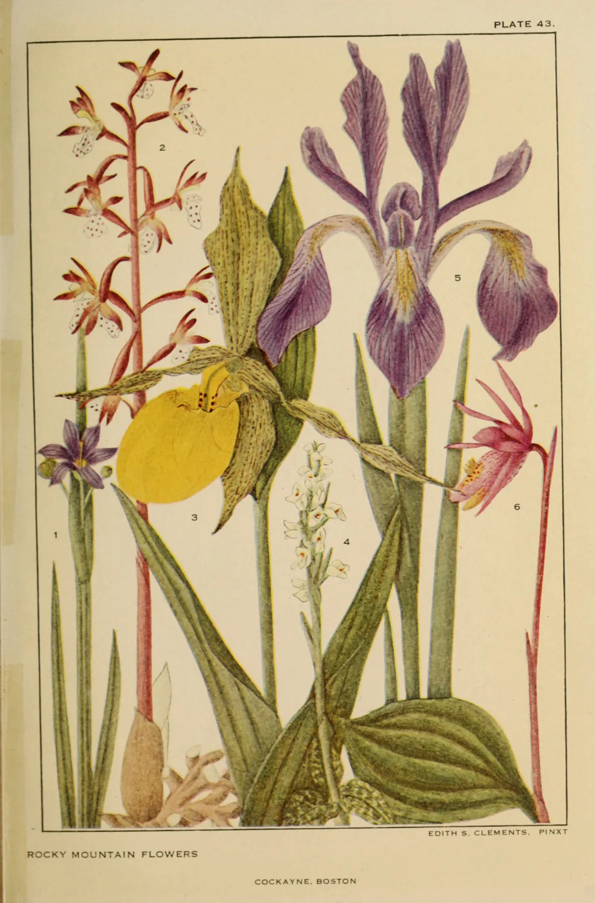 IRIS 植物图谱