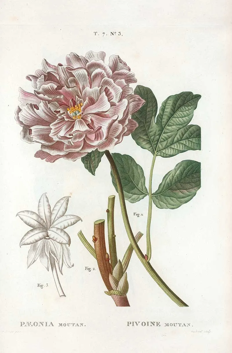 PEONY 植物图谱